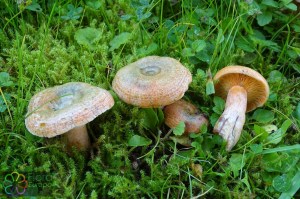 Lactarius deterrimus